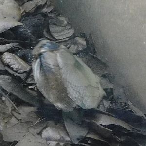 Central American forest cockroach