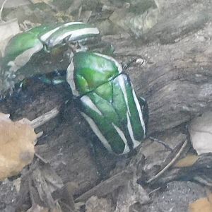 Derbyana flower beetle