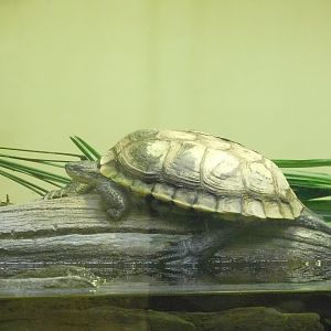 Annam leaf turtle