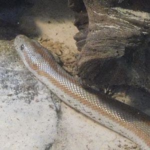 Desert rosy boa