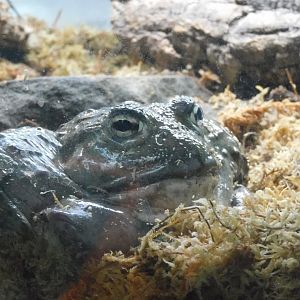 African bullfrog