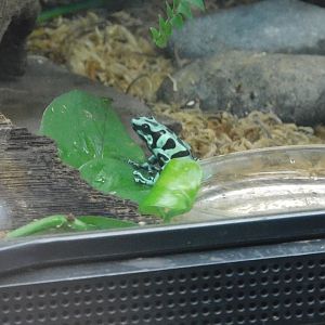 green and black poison dart frog