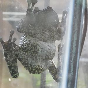 Tonkin bug eyed frog