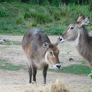 Waterbuck