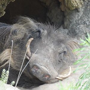 Warthog