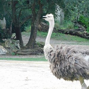 Ostrich