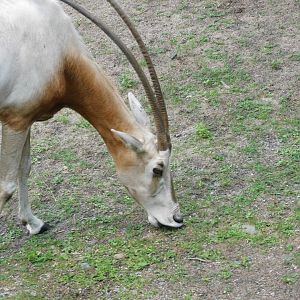 Scimitar horned oryx