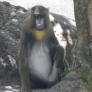 Mandrill