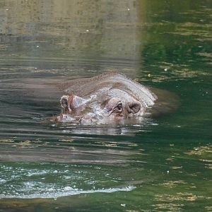 Hippo