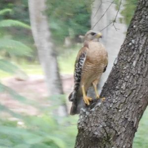 red shouldered hawk