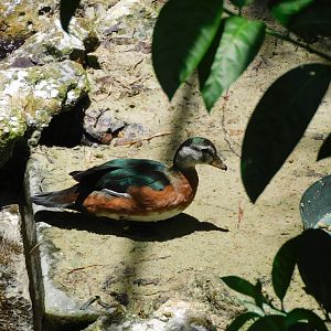 african pygmy goose