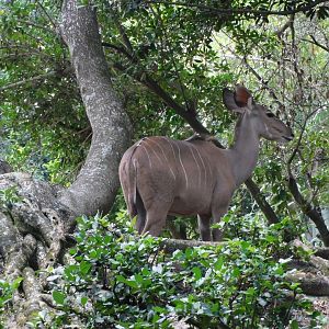 Greater kudu