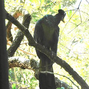 great blue turaco