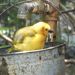 taveta golden weaver