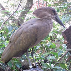 Hamerkop