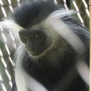 angolan colobus monkey