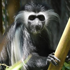angolan colobus monkey