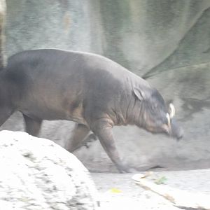 babirusa