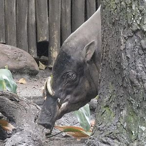 babirusa