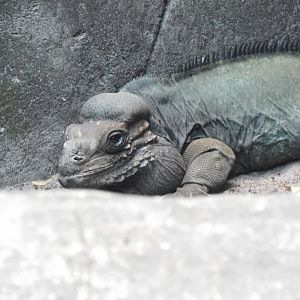 Rhino iguana