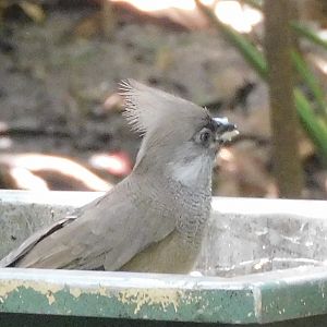 Can anyone id this bird