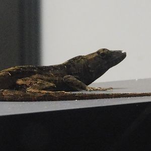 Can anyone id this lizard