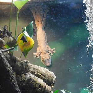 Can anyone id this gecko