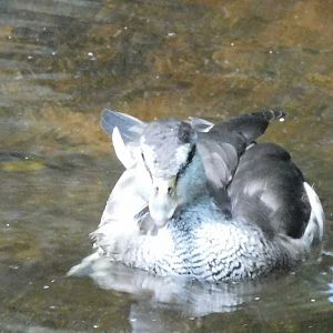 Can anyone id this Duck