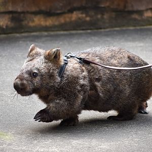 25-year-old Common Wombat (Vombatus ursinus)