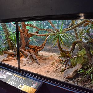 Renovated Scrub Python Enclosure