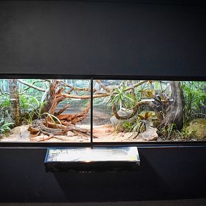 Renovated Scrub Python Enclosure