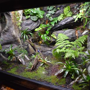 Poison Dart Frog Enclosure