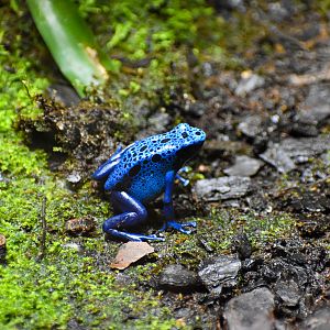 Blue Poison Dart Frog  (Dendrobates tinctorius "azureus")