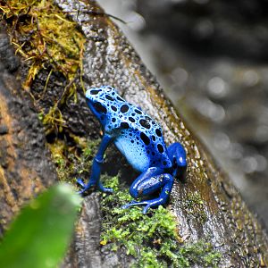 Blue Poison Dart Frog  (Dendrobates tinctorius "azureus")