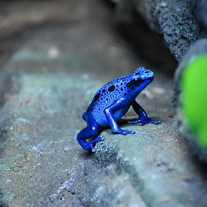 Blue Poison Dart Frog  (Dendrobates tinctorius "azureus")