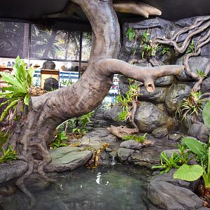 New Anaconda/Boa Constrictor Enclosure