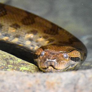 Green Anaconda (Eunectes murinus)