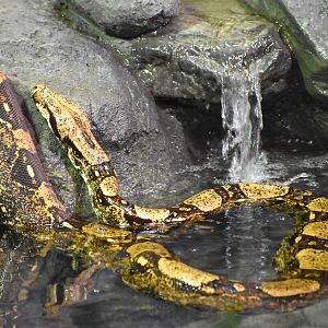 Boa Constrictor (Boa constrictor)