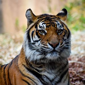 Sumatran Tiger (Panthera tigris sumatrae)