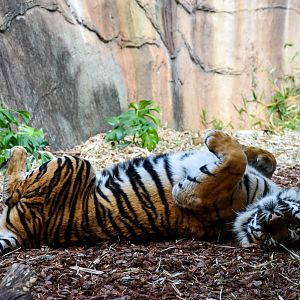 Sumatran Tiger (Panthera tigris sumatrae)