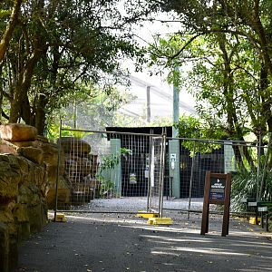 Rainforest Aviary Renovation