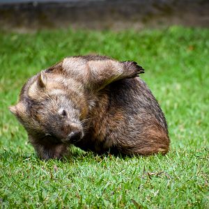 Scratching Common Wombat (Vombatus ursinus),