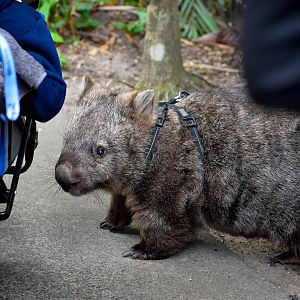 Common Wombat Investigating Pram