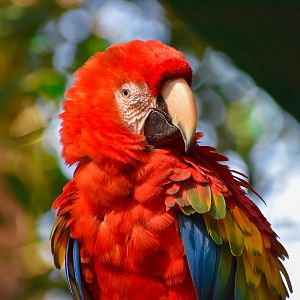 Scarlet Macaw (Ara macao)