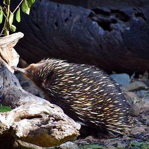 Short-beaked Echidna (Tachyglossus aculeatus)