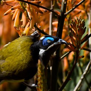 wild - Blue-faced Honeyeater (Entomyzon cyanotis)