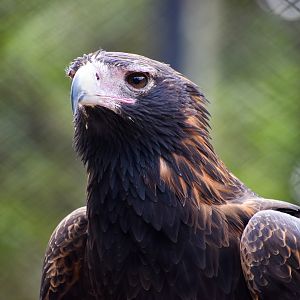 Wedge-tailed Eagle (Aquila audax)