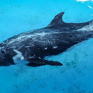 Risso's Dolphin
