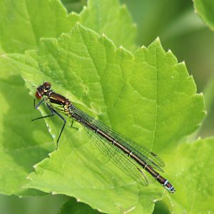 Large redeye - Erythromma najas