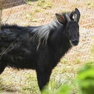 Chinese Serow (Capricornis milneedwardsii)